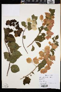 Bougainvillea glabra image