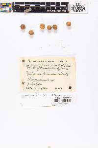 Juniperus flaccida image