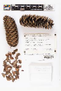Picea abies image