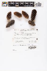 Picea glauca image