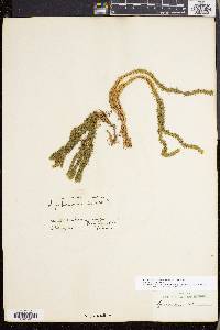 Huperzia selago image
