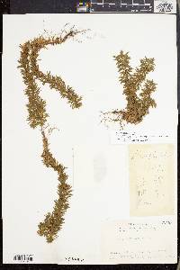 Huperzia serrata image