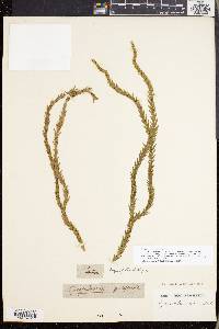 Phlegmariurus gnidioides image