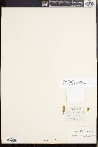 Phlegmariurus gnidioides image