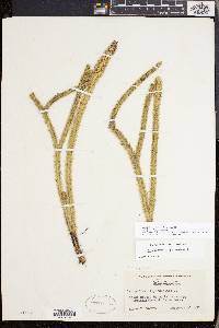 Lycopodiella alopecuroides image