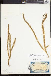 Lycopodiella alopecuroides image
