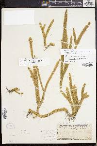 Lycopodiella alopecuroides image