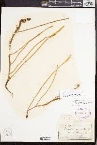 Lycopodiella appressa image