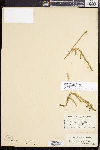 Lycopodiella appressa image