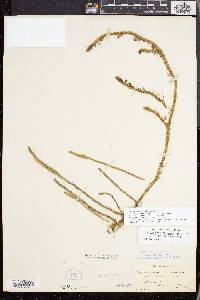 Lycopodiella appressa image