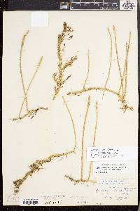 Lycopodiella appressa image