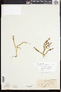 Lycopodiella inundata image