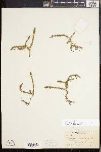 Lycopodiella inundata image