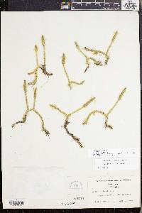 Lycopodiella inundata image