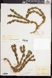 Huperzia lucidula image