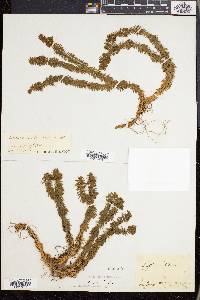 Huperzia lucidula image