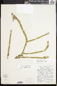 Lycopodiella alopecuroides image