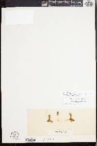 Lycopodiella inundata image
