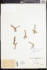 Lycopodiella inundata image