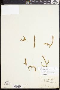 Lycopodiella inundata image