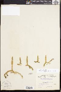 Lycopodiella inundata image