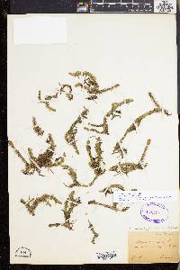 Lycopodiella inundata image