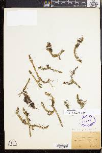 Lycopodiella inundata image
