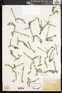 Lycopodiella inundata image