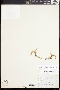 Lycopodiella inundata image