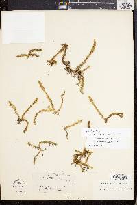 Lycopodiella inundata image