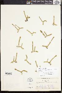 Lycopodiella inundata image