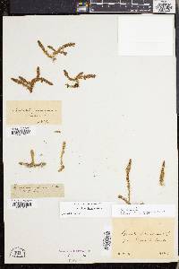 Lycopodiella inundata image