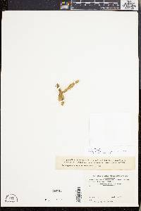 Lycopodiella inundata image