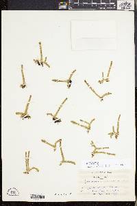 Lycopodiella inundata image