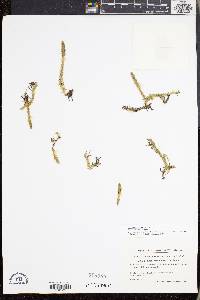 Lycopodiella inundata image