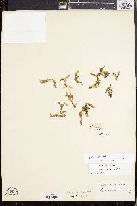 Lycopodiella inundata image
