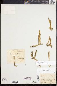 Lycopodiella inundata image