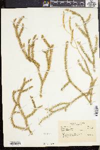 Lycopodium clavatum subsp. clavatum image
