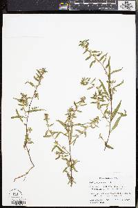 Ludwigia sphaerocarpa image