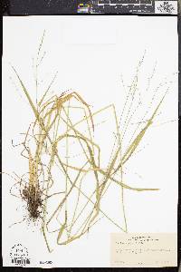 Festuca nutans image