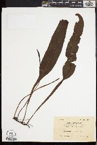 Lepisorus diversus image
