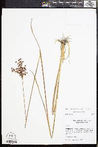 Juncus biflorus image