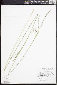 Carex venusta image