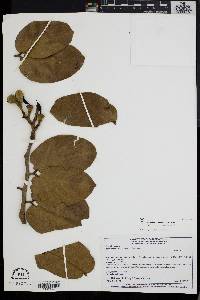 Image of Hymenaea stigonocarpa