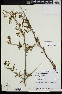 Piptadenia retusa image