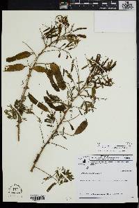 Piptadenia retusa image