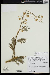 Image of Senegalia angico