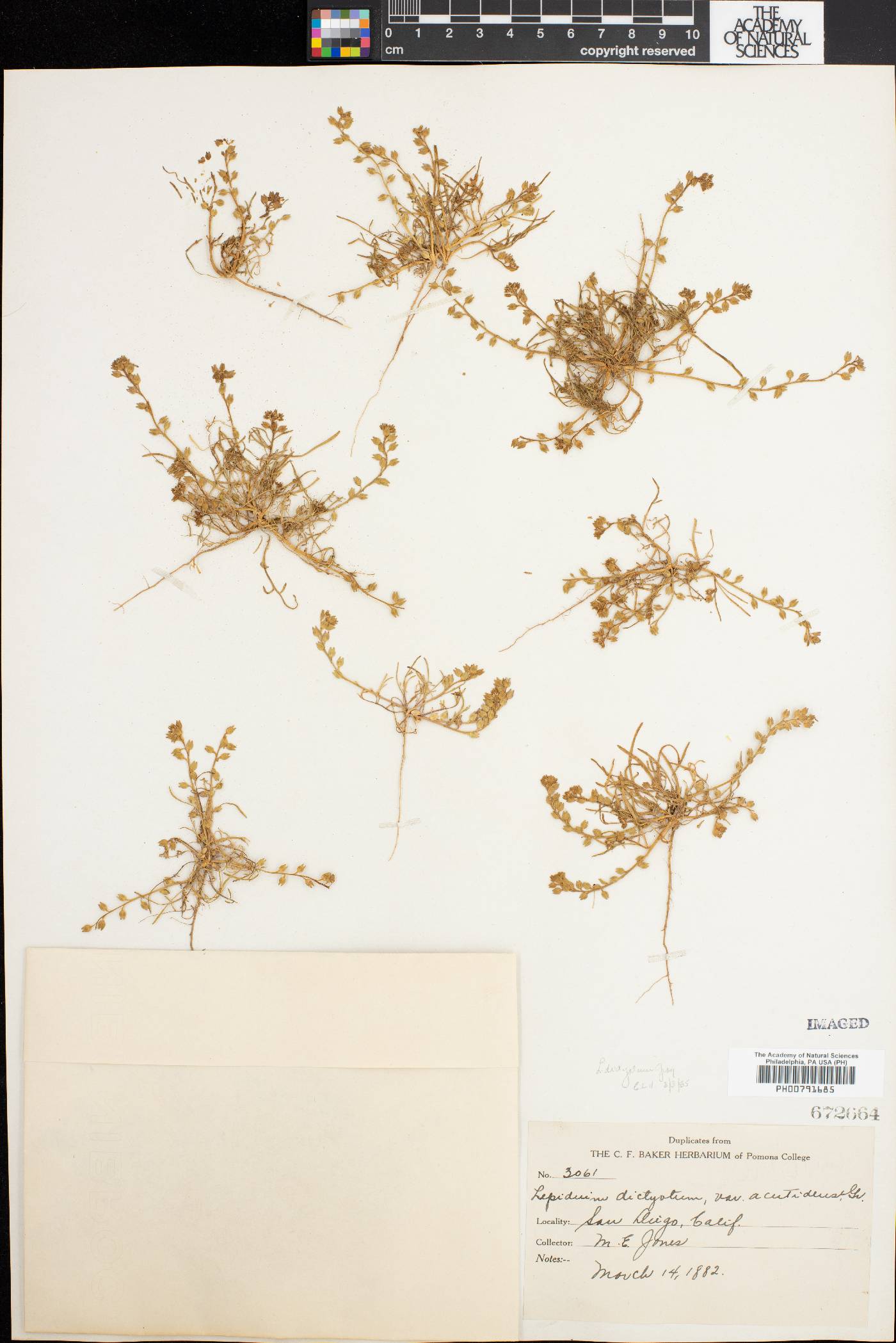 Lepidium acutidens var. microcarpum image