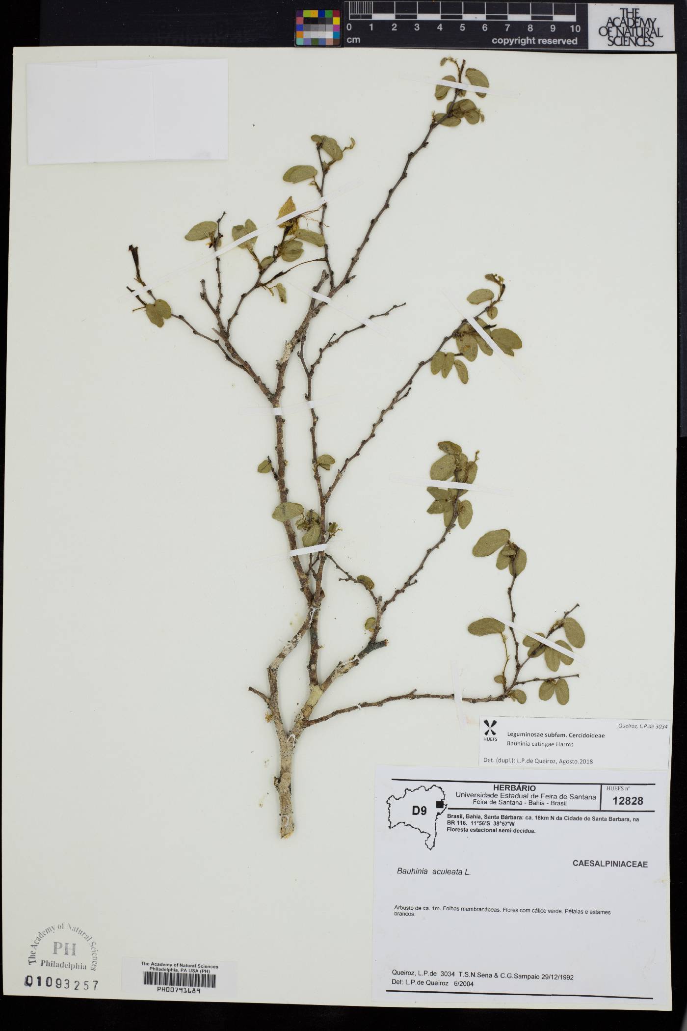 Bauhinia catingae image