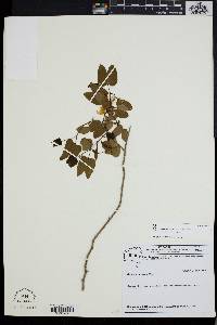 Bauhinia catingae image